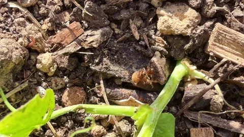 Macro view of tiny ants moving larvae across brown garden soil and wood chips Stock Footage 337702919
