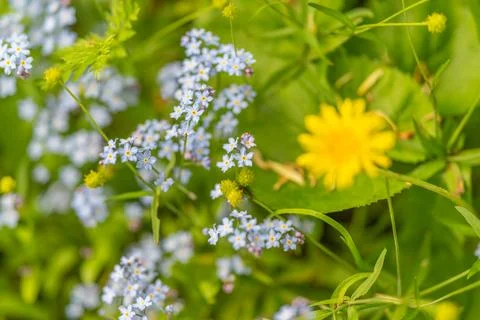 Macro view of tiny blue blooms at garden edge beside dandelion, textured leav Foto stock