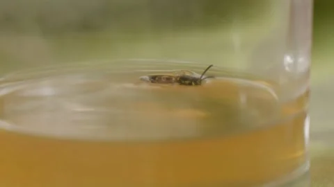 Macro View of Tiny Bug Struggling in Sweet Yellow Liquid Inside Glass 스톡 동영상 331112538
