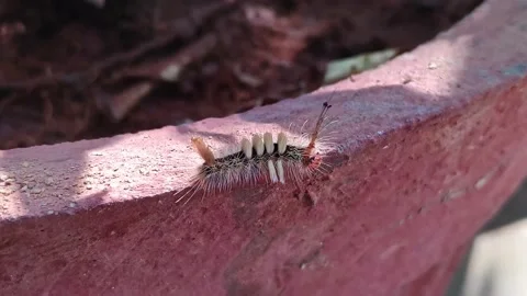 Macro view of a tiny caterpillar moving on the edge of a plant pot Video stock 236617186