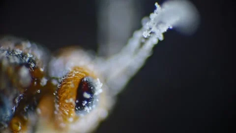 Macro view of a tiny fly on a black backdrop, showing white fungal and bact.. Stock Footage 270148662