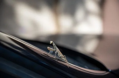 Macro view of a tiny grasshopper detail showing precision texture and contras 写真素材