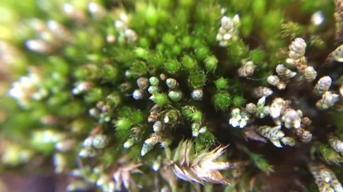 Macro View of Tiny Green Plant with Small Buds Stock Footage 334621776
