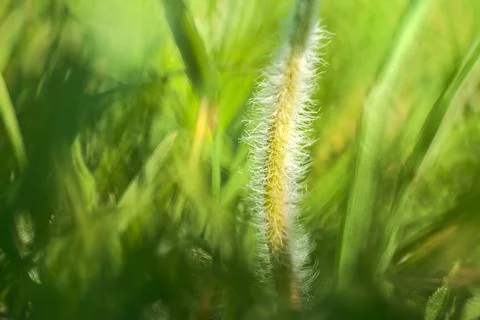 Macro view of tiny hairy stem of small single low growing chamomile flower Stock Photos