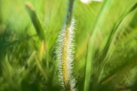 Macro view of tiny hairy stem of small single low growing chamomile flower Stock Photos