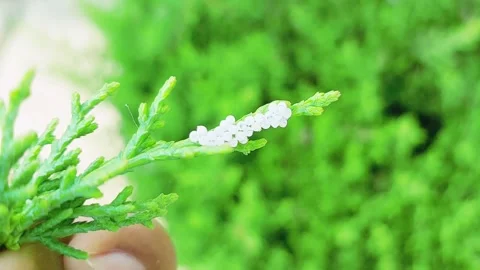 Macro View Of Tiny Insects Hatching From White Plant Eggs Stock Footage 340176054