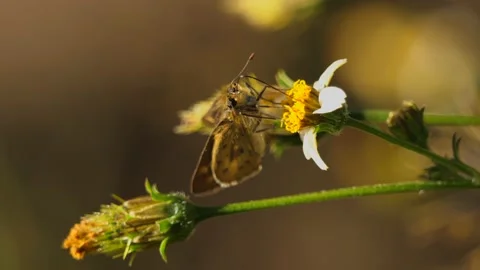 Macro view of tiny moth on a tiny white flower in garden Stock Footage 149670412