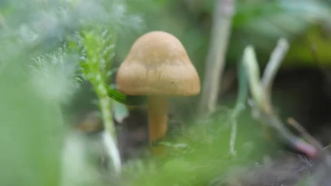 A macro view of a tiny mushroom. 스톡 동영상 170395996