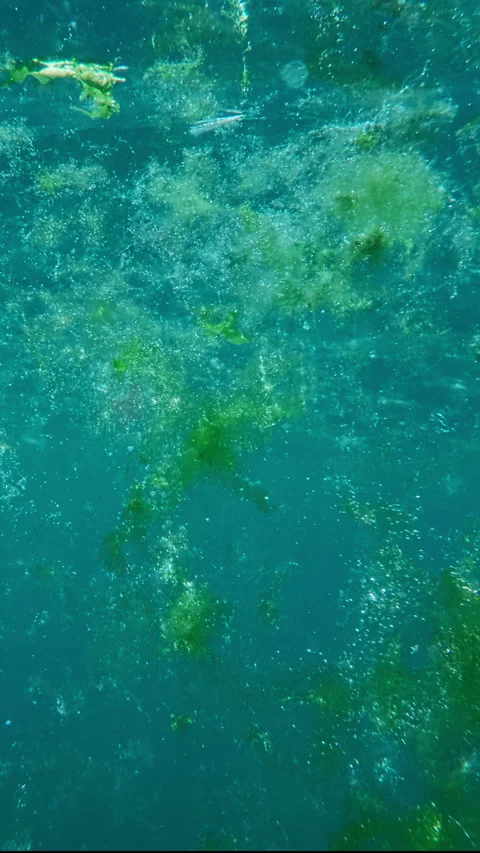 Macro view of tiny oxygen air bubbles and drifts fragments green algae Stock Footage 345866794