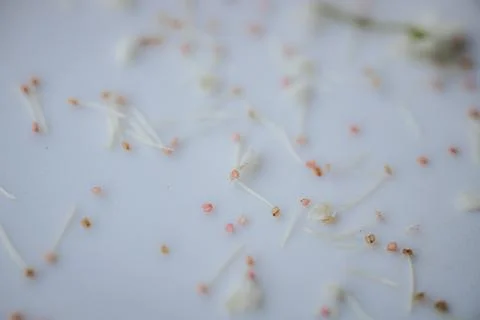 Macro view of tiny scattered flower stamens and pale filaments. Fotos Stock