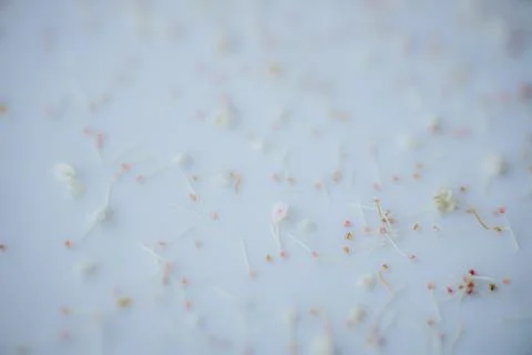 Macro view of tiny scattered flower stamens and pale filaments. Stock Photos