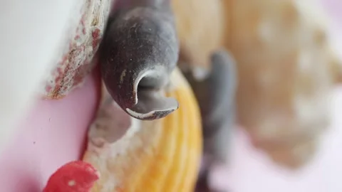 Macro view tiny seashells moving gently in soft pink background gentle moti.. 스톡 동영상 331719559