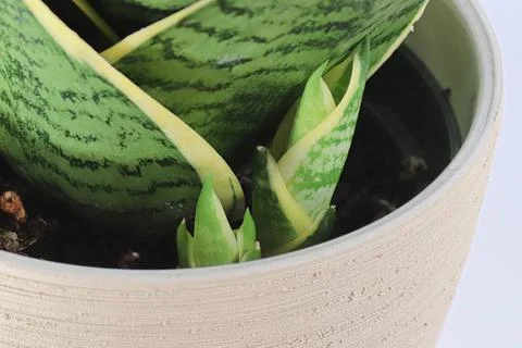 Macro view of tiny snake plant pups growing Stock Photos