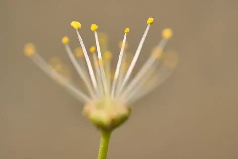 Macro view of tiny white filaments and yellow anthers of spring white bloom Stock Photos