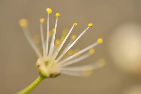 Macro view of tiny white filaments and yellow anthers of spring white bloom Stock Photos
