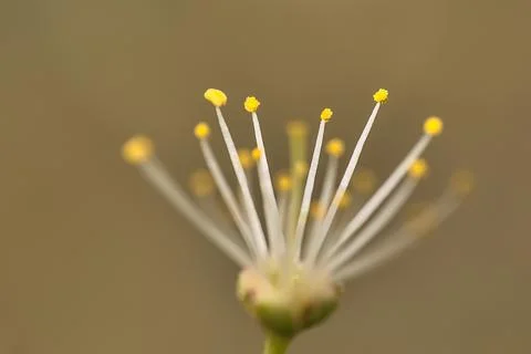 Macro view of tiny white filaments and yellow anthers of spring white bloom Stock Photos