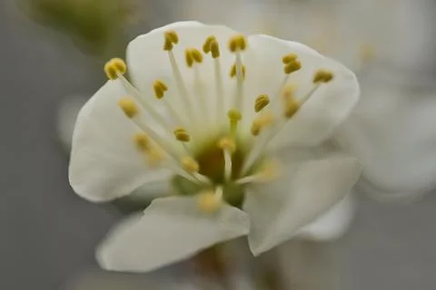 Macro view of tiny white filaments and yellow anthers of spring white bloom Stock Photos