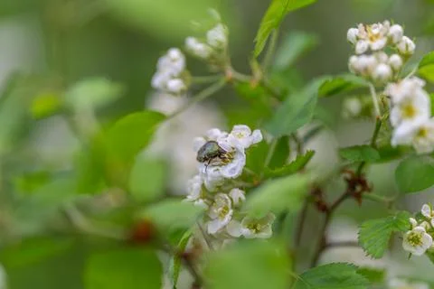 Macro view of tiny white flowers, intricate stamen and petal texture highligh Stock Photos