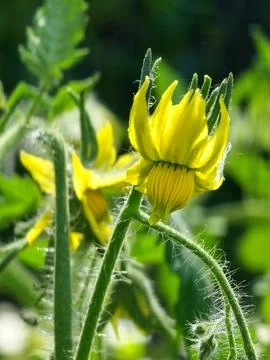 Macro view of tomato flower and hairy stems of Solanum lycopersicum Stock Photos