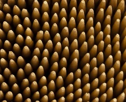 Macro view of tooth pick tips Stock Photos