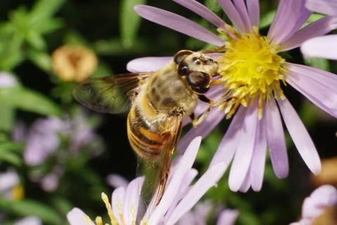 Macro view of the top and side of Caucasian big fluffy flower flies  写真素材