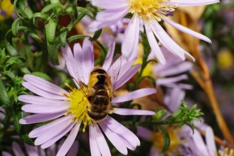 Macro view of the top big fluffy striped caucasian flower flies Stock Photos