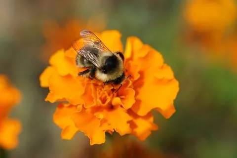 Macro view from top of gray-black and striped bumblebee Bombus serrisquama Fotos Stock