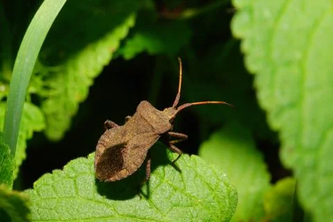 Macro view of the top of painted brown berry caucasian bug with long mustache 写真素材