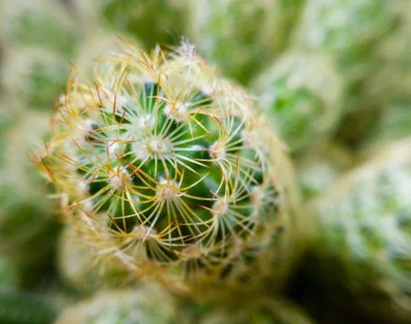 Macro view of the top of a prickly cactus stem Stock Photos
