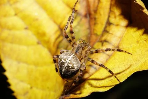 Macro view of the top spider Araneus on yellow autumn leaves  Stock Photos