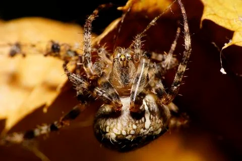 Macro view of the top spider Araneus on yellow-orange leaves Stock Photos