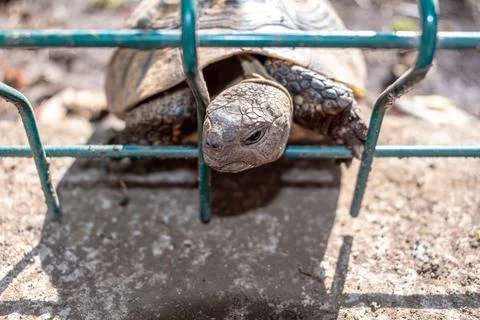 Macro view of a tortoise sticking its head through a metal fence in Budva Stock Photos