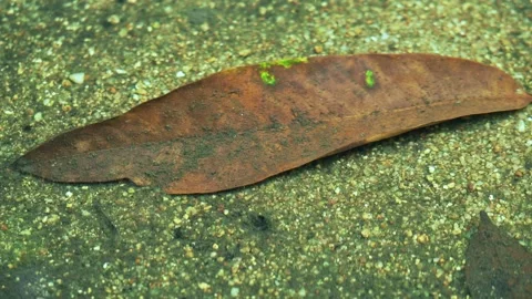 Macro view of transparent flowing water over sandy riverbed with tropical leaf. 스톡 동영상 334518512