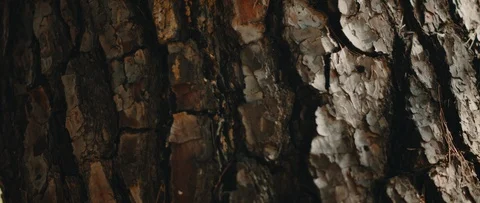 Macro view of tree trunk texture. CLOSE UP, DETAIL Stock Footage 126738469