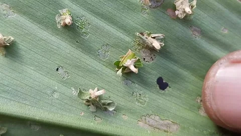 Macro view of a turmeric leaf damaged by pest larvae, resembling cocoons. Stock Footage 310464334