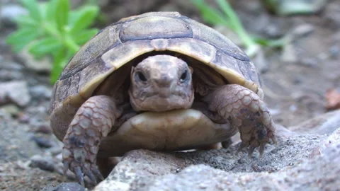 Macro view of turtle in morocco Stock Footage 161039432