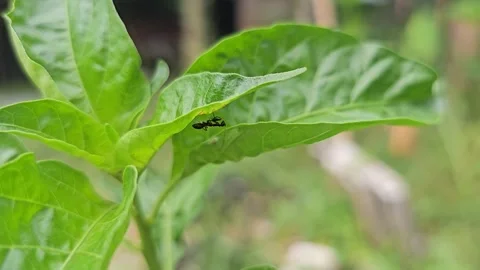 Macro View of Two Black Ants Interacting on a Green Leaf Edge Stock Footage 332027967