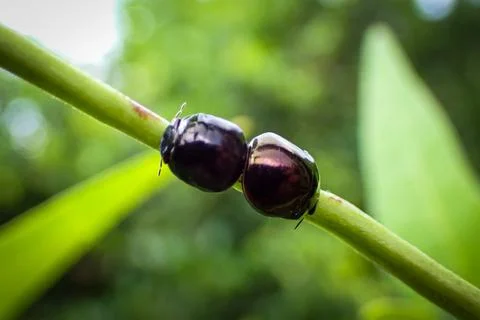 Macro view of two black shield ladybugs on a tree branch Stock Photos