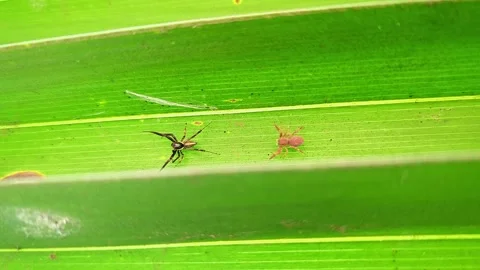 A macro view of two spiders fighting on bright green leaf highlights divers.. Stockbeeldmateriaal 347013252