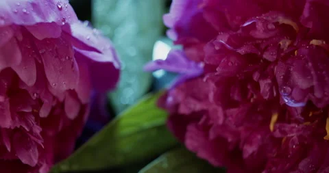 Macro view of two violet peony flowers on dark background, slow motion Stock Footage 134456462