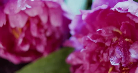 Macro view of two violet peony flowers on dark background, slow motion Stock Footage 134690492