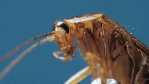 Macro view under microscope of brown spooky cockroach moving chelas and antennas Video stock 157889545