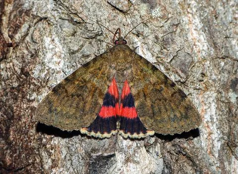 Macro view of an Underwing moth showing red hindwings on tree bark during d.. Stock Photos