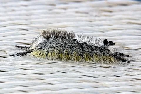 A macro view of a Variable Tussock Moth Caterpillar Fotos de archivo