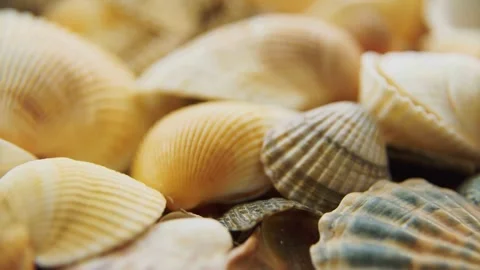 Macro view of various colorful seashells on the beach Video stock 333837468