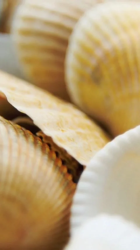 Macro view of various seashells with texture and detail Video stock 334169614