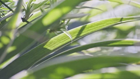 Macro View of Vibrant Green Grass Swaying with Dynamic Light Play Stock-Footage 324608250