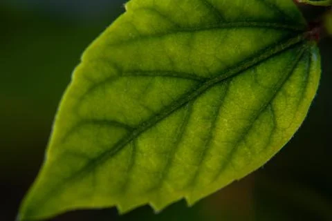 Macro view of a vibrant green leaf showing intricate vein patterns 写真素材