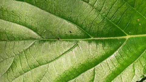 Macro view of a vibrant green leaf showing the complex and delicate natural.. Stock Photos