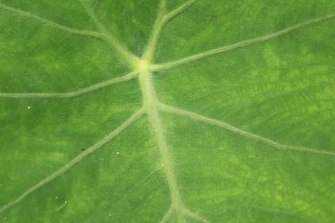 A Macro View of Vibrant Green Leaf Veins and Texture in Radiant Sunlight Stock Photos